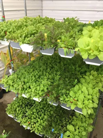 Three tiers of bright green plants sitting inside a greenhouse. 