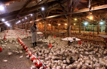 langmo turkey farm