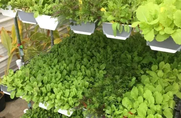 Three tiers of bright green plants sitting inside a greenhouse. 