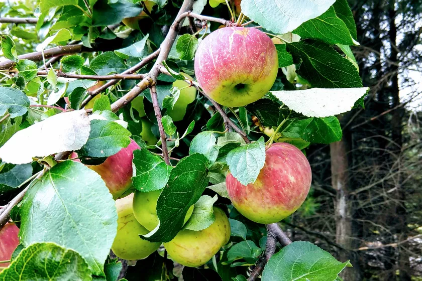 Apples