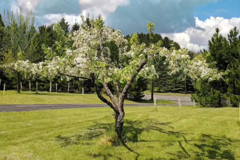 Apple blossoms