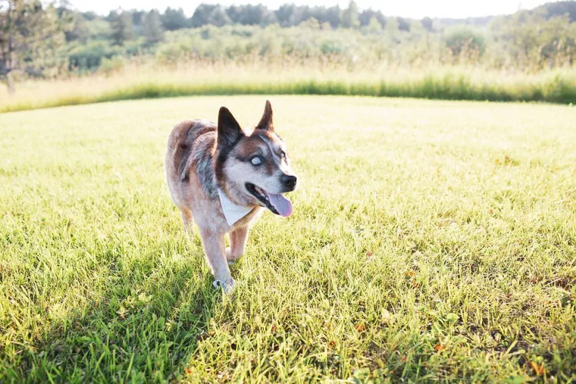 Barry the farm dog